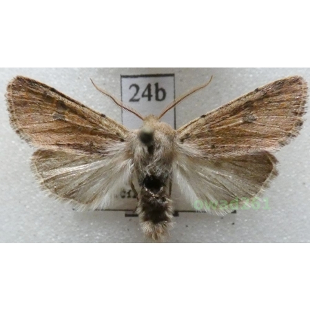 Orthosia cruda (Denis & Schiffermüller, 1775) Czech24b